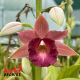 Phaius Lady Ramona Harris 'Looking@You'