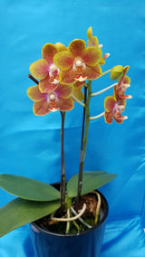 Phalaenopsis Allura 'Spitfire'