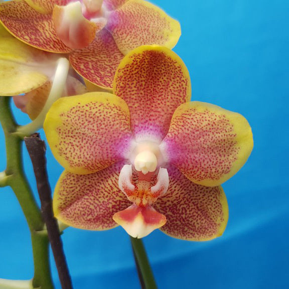 Phalaenopsis Allura 'Spitfire'