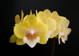 Phalaenopsis Allura 'Tropica'