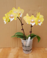 Phalaenopsis Allura 'Tropica'