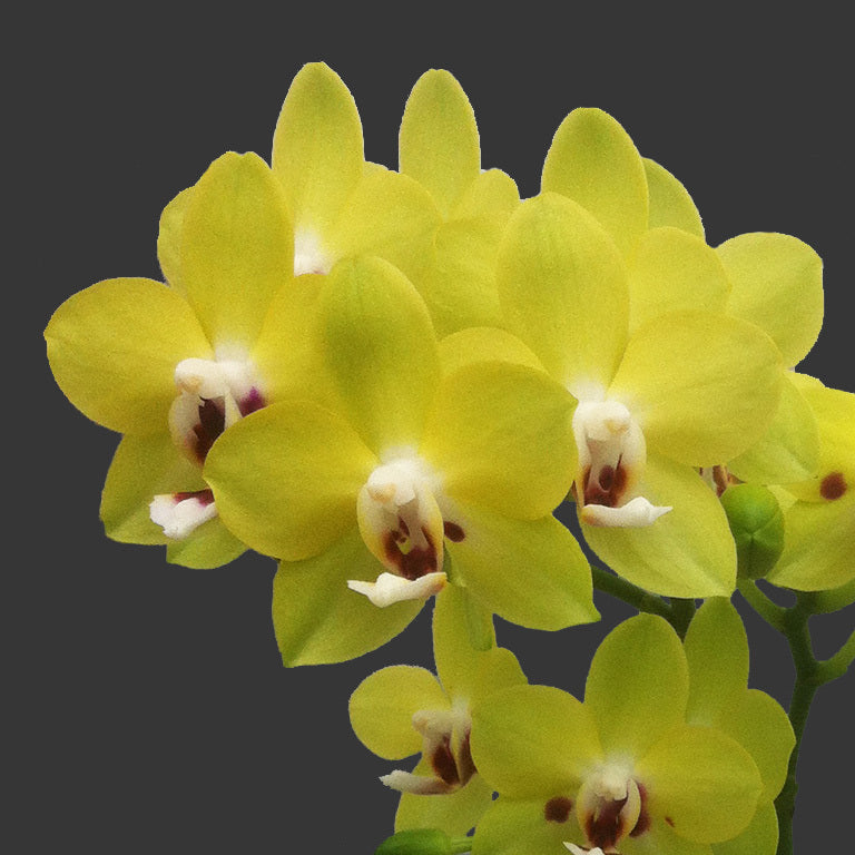 Phalaenopsis Allura 'Fire and Ice'