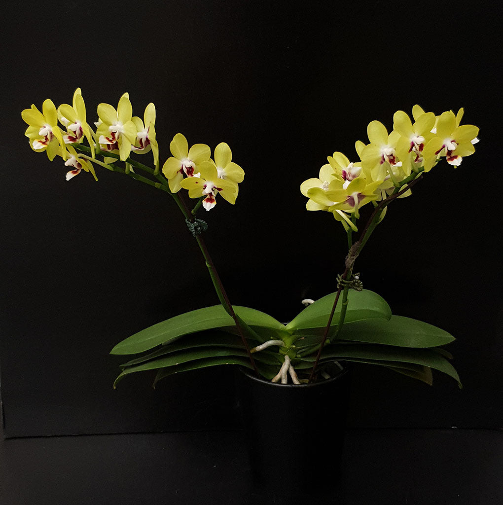 Phalaenopsis Allura 'Fire and Ice'