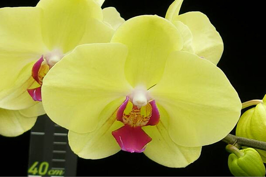 Phalaenopsis Golden