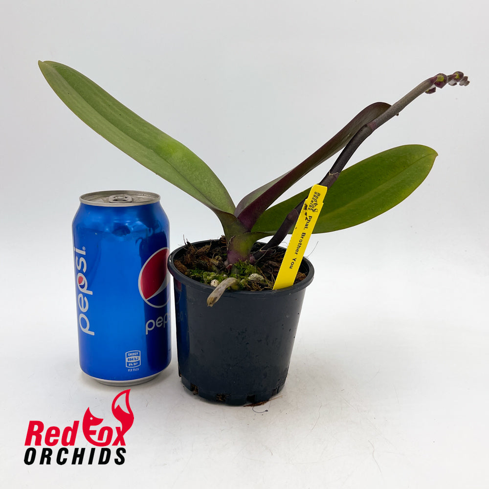 Phalaenopsis Brother You