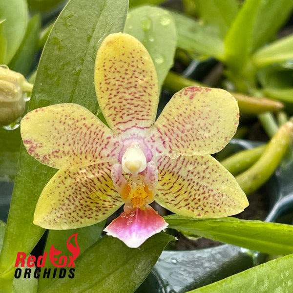 Phalaenopsis Lucky Star