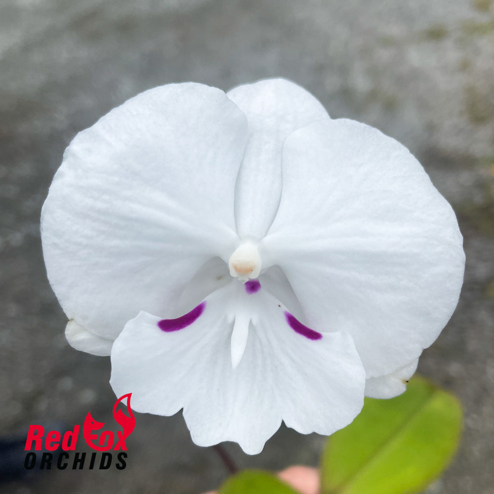 Phalaenopsis Gentleman
