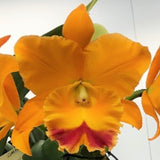 Rhyncholaeliocattleya Chomthong Delight 'Yellow Watermelon'