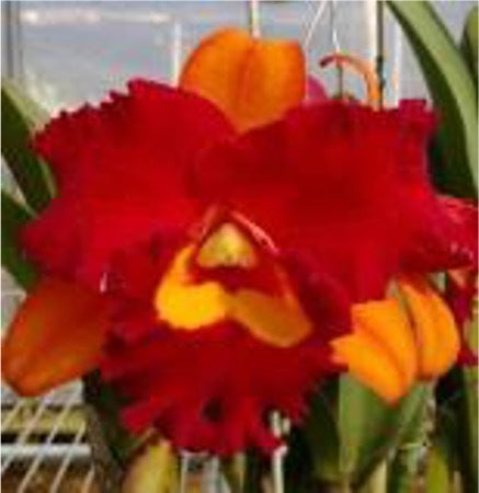 Brassolaeliocattleya Liu's Joyance x Tzeng Wen Beauty