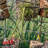 Oncidium stacyi