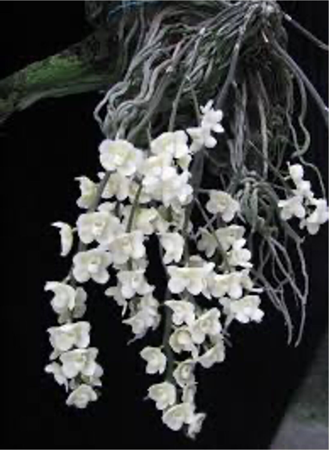 Chiloschista viridiflava var. alba