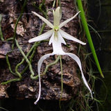Dendrophylax lindenii