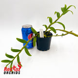Dendrobium Nestor