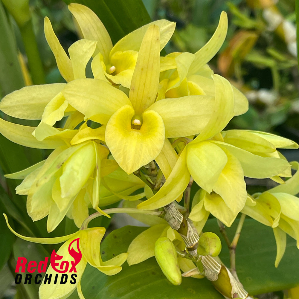 Dendrobium Spring Bird 'Tsuyama'