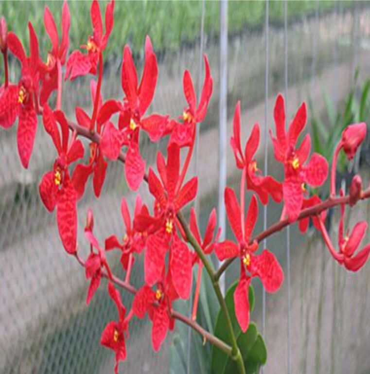 Renanthera Kalsom