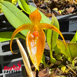 Bulbophyllum inunctum 'Yellow Form'