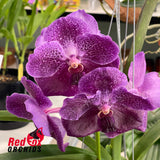 Vanda Pure's Wax