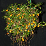 Mediocalcar decoratum