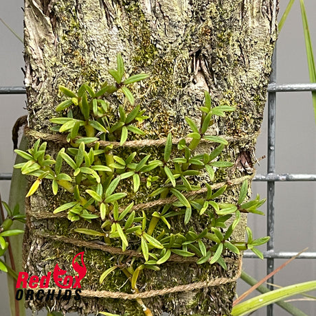 Mediocalcar decoratum