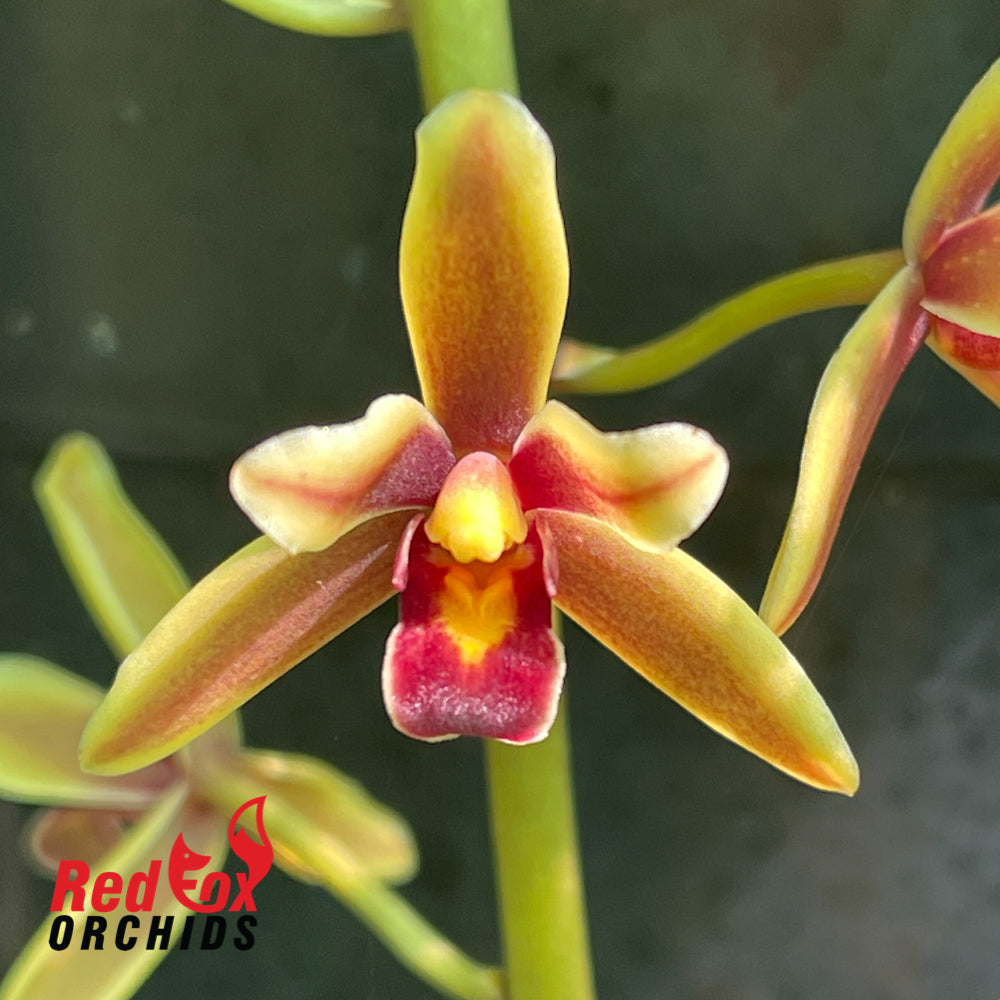 Cymbidium madidum alba x aloifolium alba