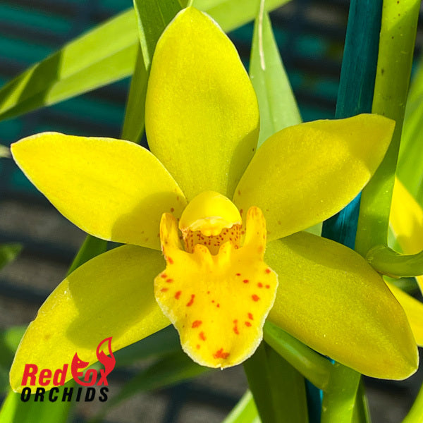 Cymbidium 'Ernest's Glow'
