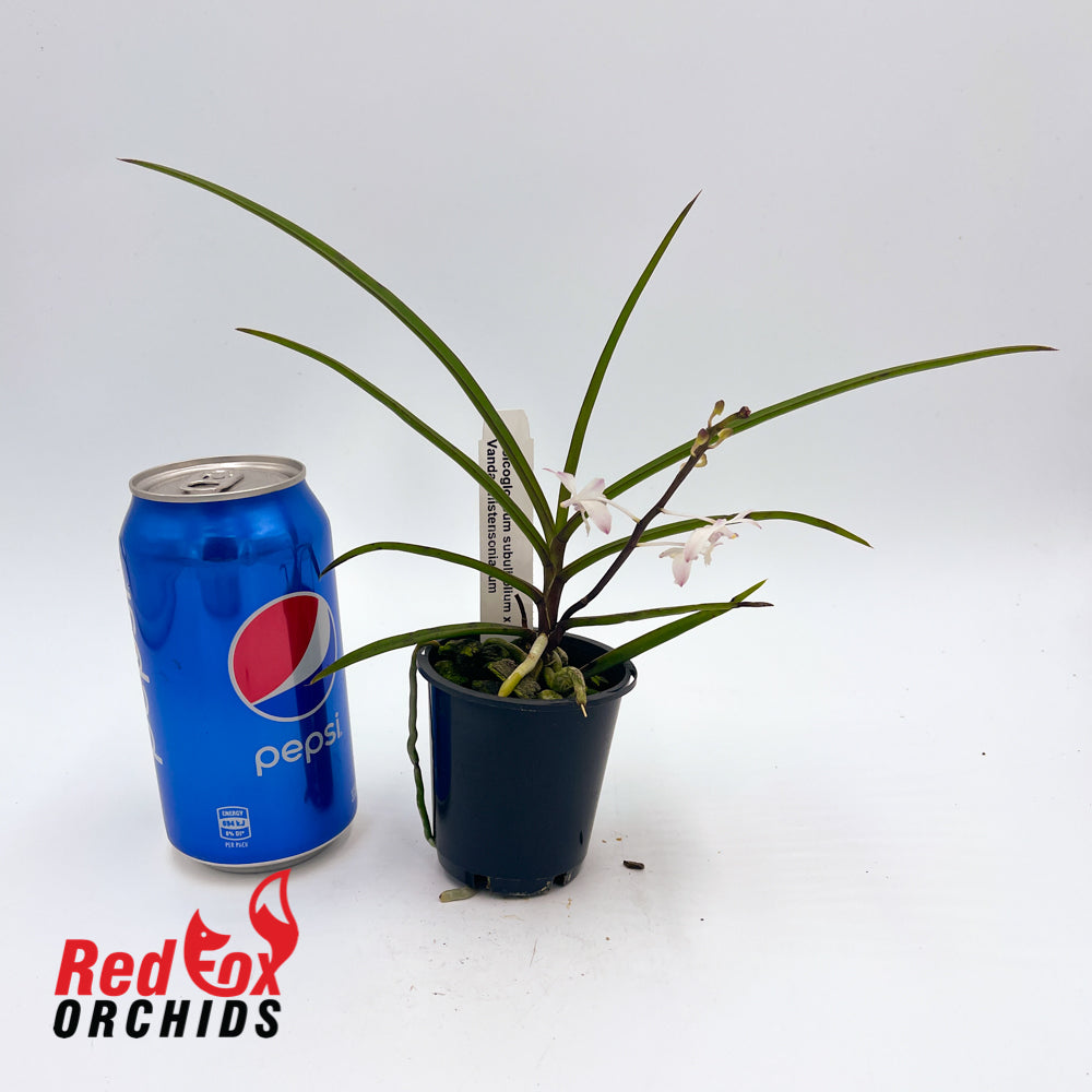 Holcoglossum Subulifolium x Vanda Christensonianum