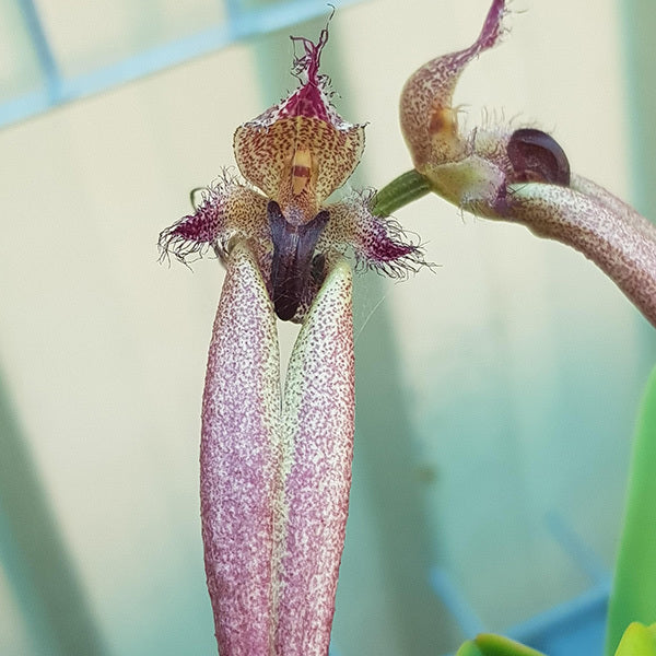 Bulbophyllum Romulan