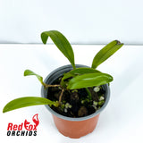 Bulbophyllum complanata