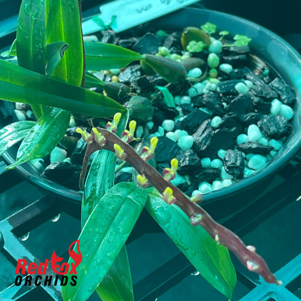 Bulbophyllum falcata var. velutinum