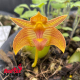 Bulbophyllum orectopetalatum x claptonense