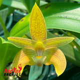 Bulbophyllum orectopetalatum x claptonense