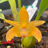 Bulbophyllum orectopetalatum x claptonense