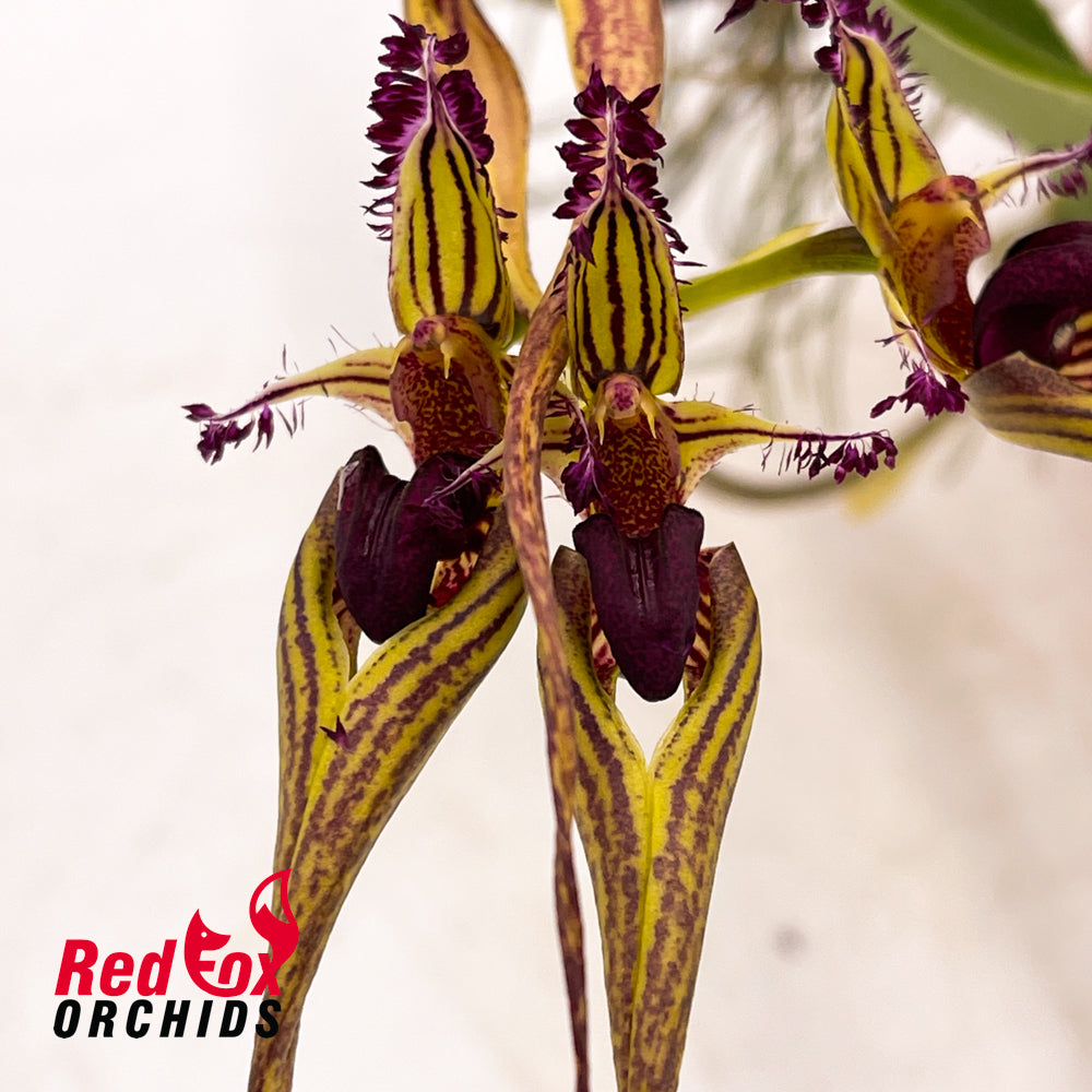 Bulbophyllum ornatissima x putidum
