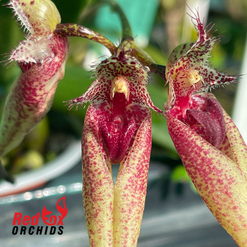Bulbophyllum Santa Clause x annandalei