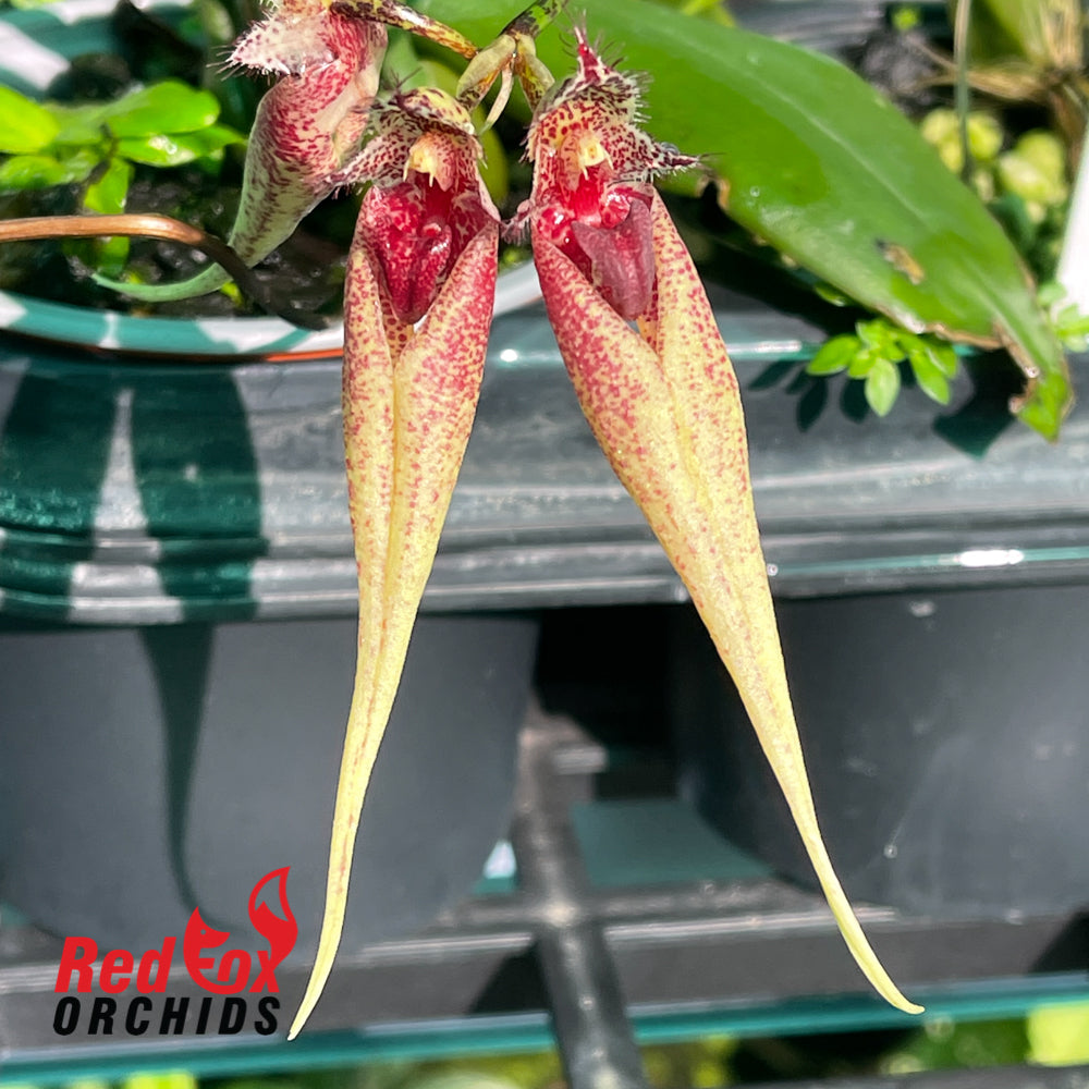 Bulbophyllum Santa Clause x annandalei