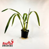 Prosthechea baculus