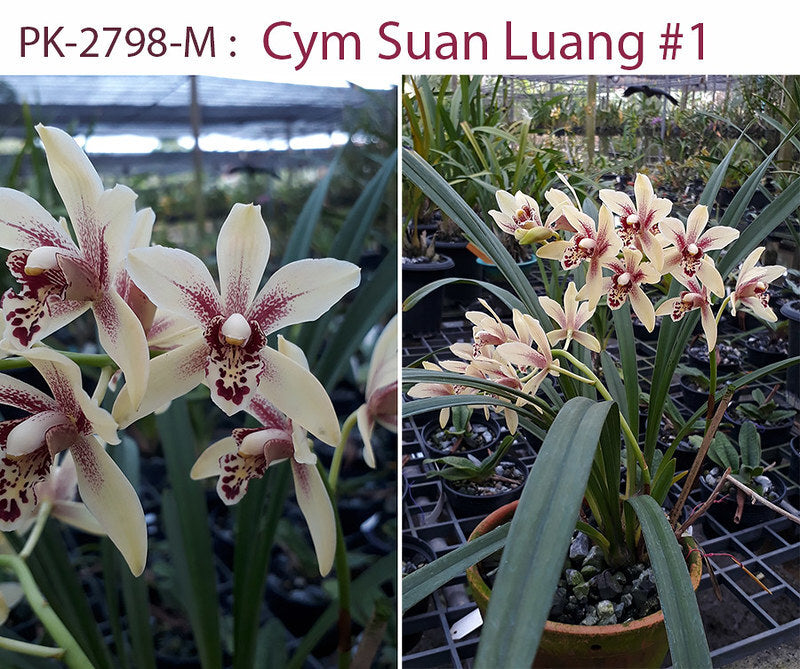 Cymbidium Suan Luang 'Singharaj'