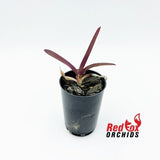 Vanda (Jirapara x Davarak) x Butterfly