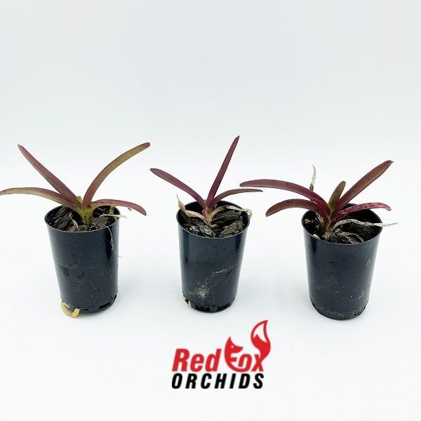 Vanda (Jirapara x Davarak) x Butterfly