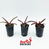 Vanda (Jirapara x Davarak) x Butterfly