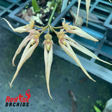 Bulbophyllum Elizabeth Ann Buckleberry x annandalei