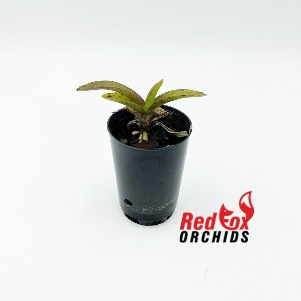 Ascocenda Princess Mikasa 'Pink'