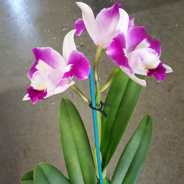 Cattleya Mari's Magic 'Topaz'