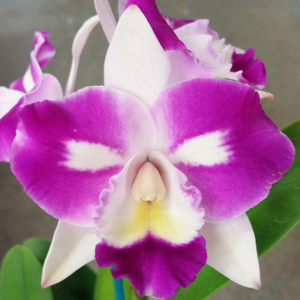 Cattleya Mari's Magic 'Topaz'