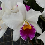 Cattleya Shirayukihime 'M'
