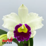 Cattleya Shirayukihime 'M'