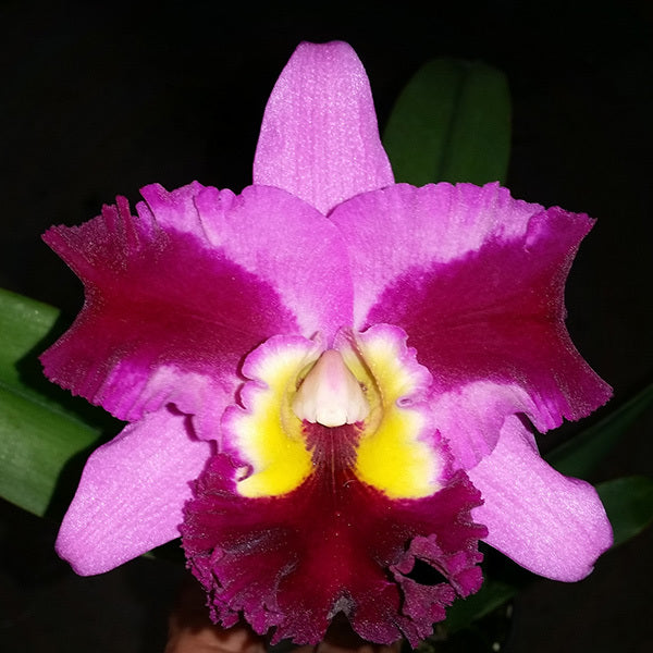 Rhyncholaeliocattleya Swan's Lolly 'Topaz Velvet'