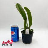 Rhyncholaeliocattleya Swan's Lolly 'Topaz Velvet'