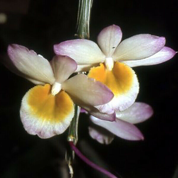 Dendrobium crepidatum