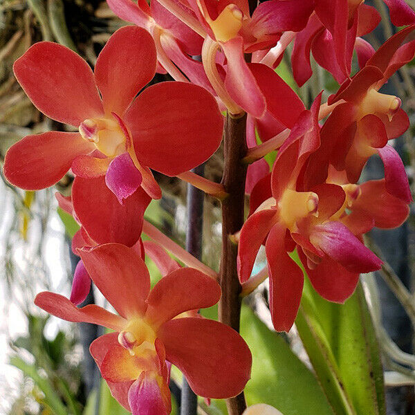 Renanstylis Azimah x Perreirara Bangkok Sunset